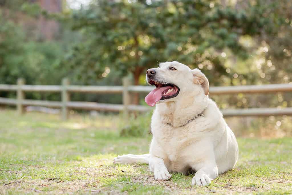 Documentalista di labrador bianco sovrappeso in un parco