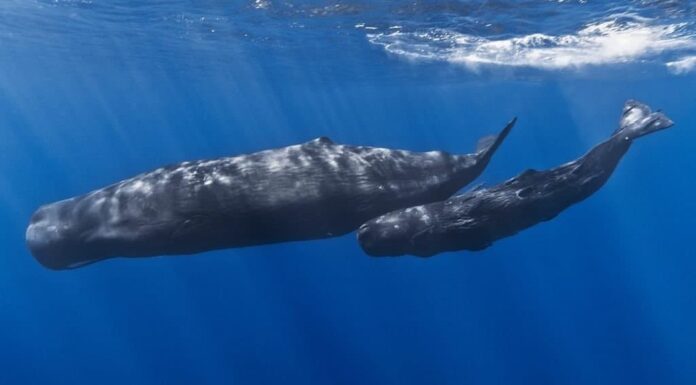 Una mamma capodoglio e il suo cucciolo al largo delle coste di Mauritius.