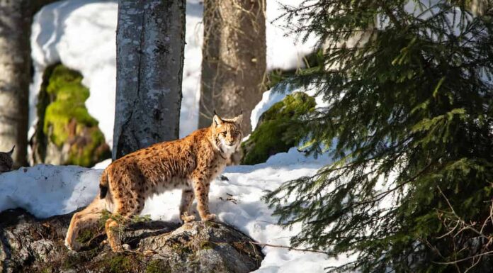 Una lince eurasiatica cammina nella neve nel Parco Nazionale della Foresta Bavarese.