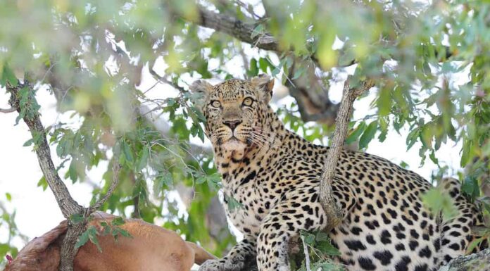Leopardo, albero, animale, fauna selvatica, caccia agli animali