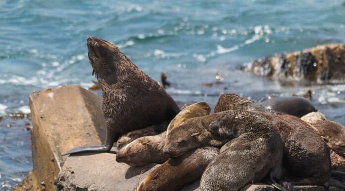 Otaria orsina del Capo nel porto di Hermanus, Sud Africa