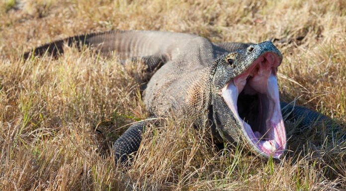 Drago di Komodo che sbadiglia.  Isola di Rinca, Indonesia.  Canon 5D MkII.