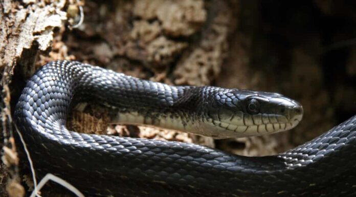 Guarda un enorme serpente che scivola direttamente sul campo durante una partita professionistica
