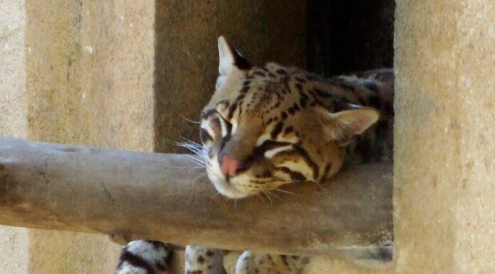 Guarda un gatto della giungla che insegue la sua preda prima di lanciare con successo un'imboscata
