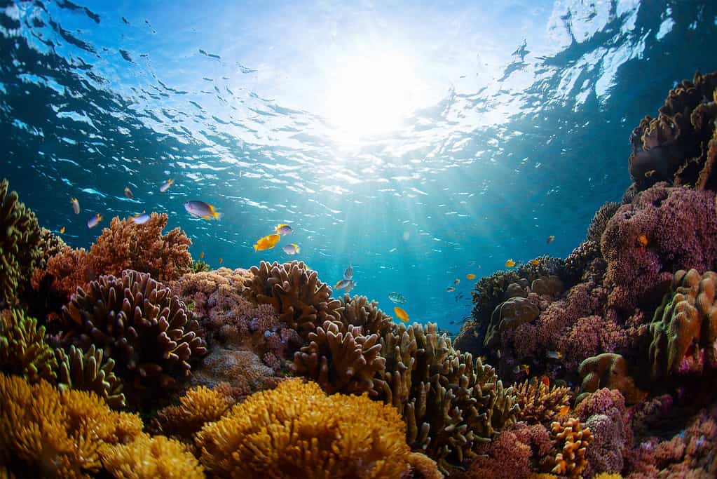 Barriera corallina, Mare, Corallo - Cnidari, Sottomarino, Biodiversità