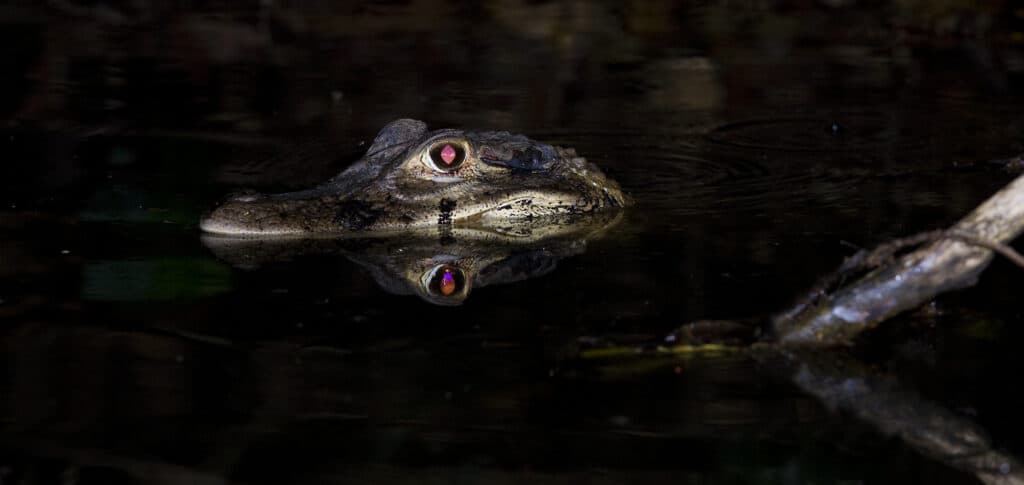 Alligatore di notte