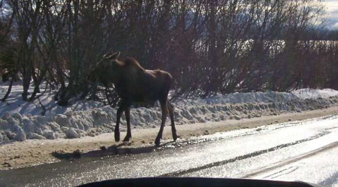 Alci che corrono su Main Street, Homer, Alaska