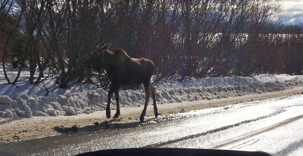 Alci che corrono su Main Street, Homer, Alaska