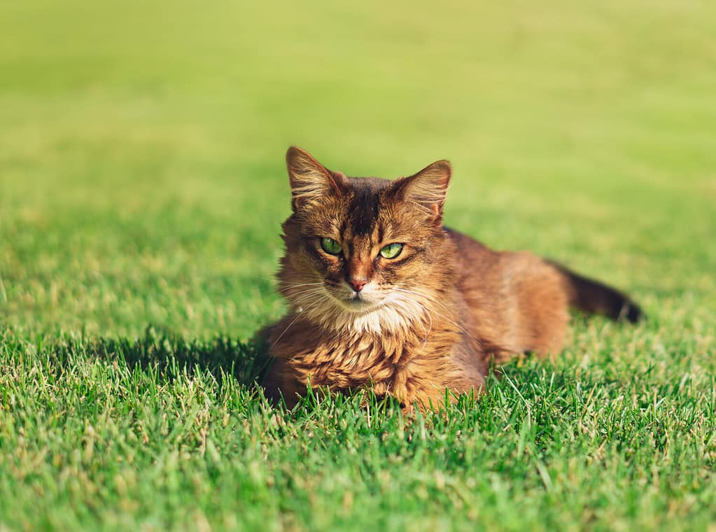 Bel gatto sdraiato nell'erba verde all'aperto.  La razza del gatto somalo è un bellissimo felino domestico.  Sono intelligenti, molto socievoli e amano giocare all'aperto.  Questi simpatici gatti sono animali domestici ideali per la famiglia.