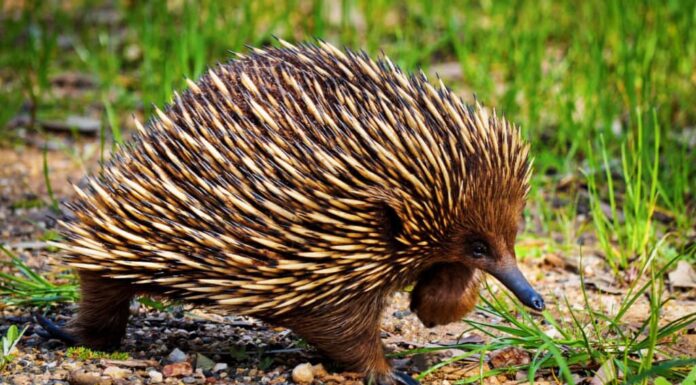 Echidna