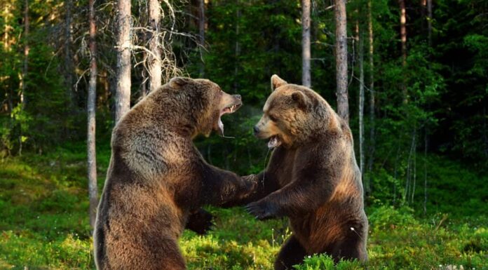 I Grizzlies combattono nella foresta