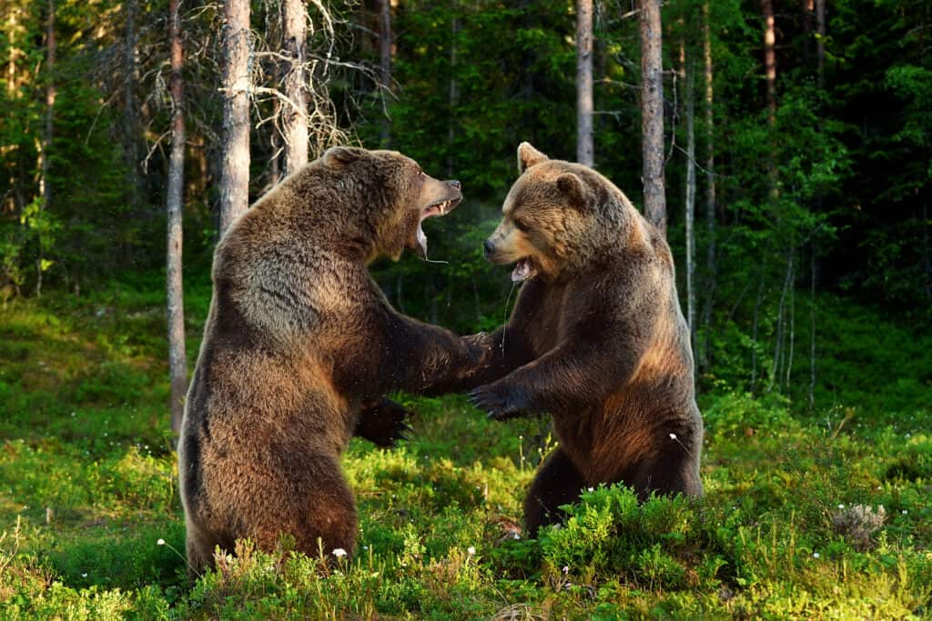 I Grizzlies combattono nella foresta