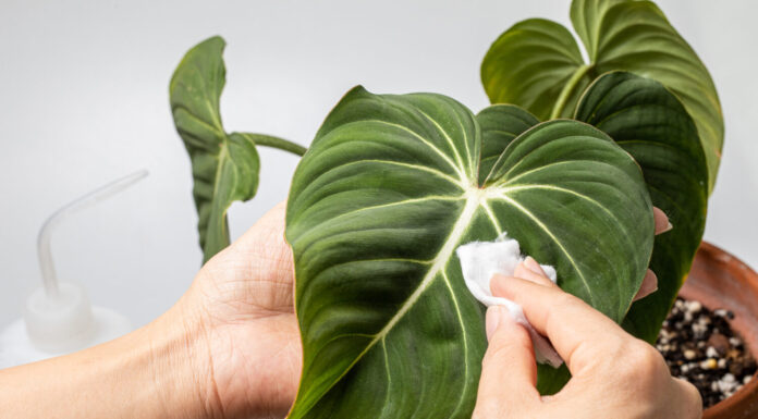 Donna che pulisce la pianta d'appartamento, Philodendron Gloriosum.  Concetto di cura delle piante da interno.