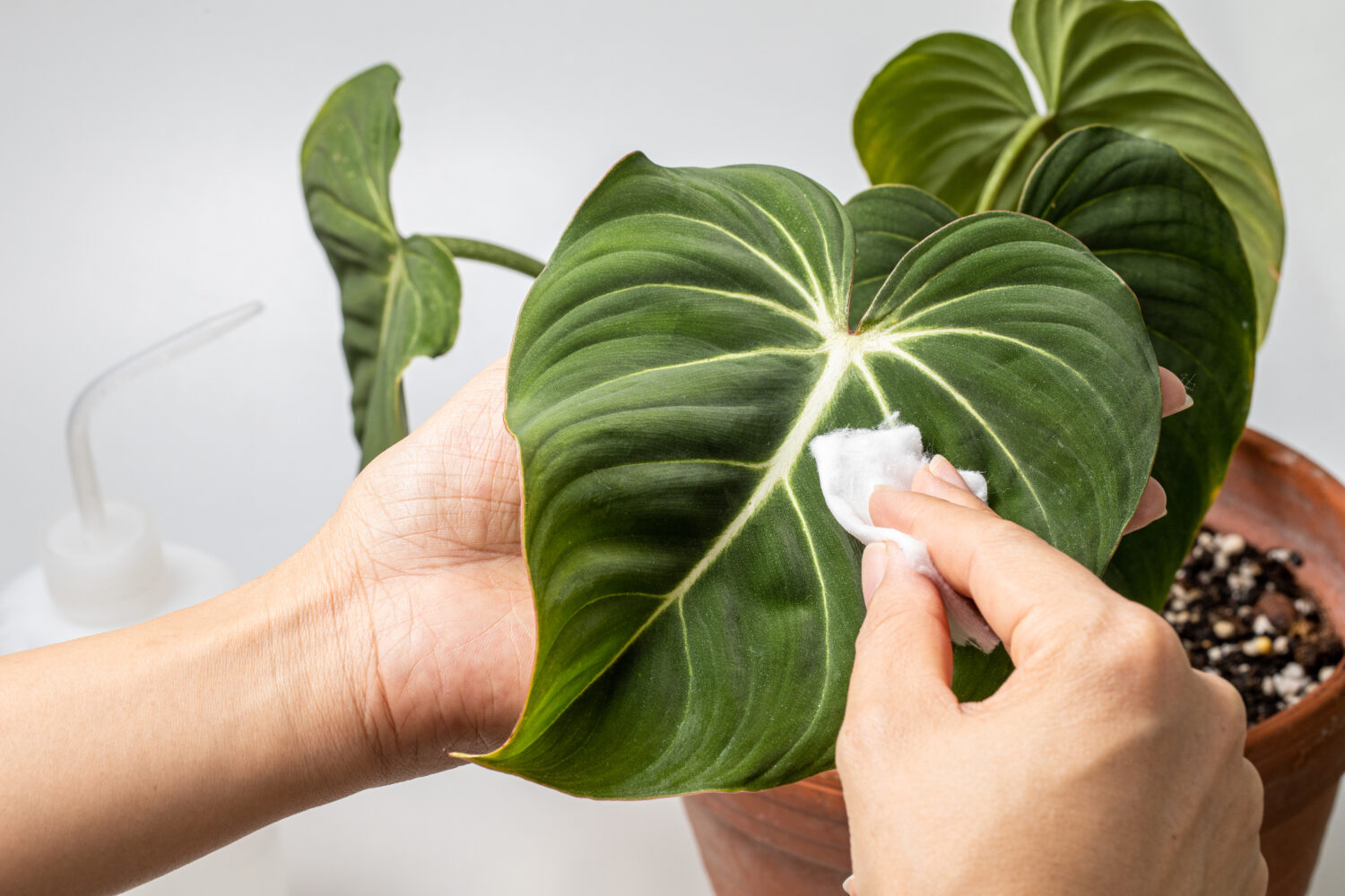 Donna che pulisce la pianta d'appartamento, Philodendron Gloriosum.  Concetto di cura delle piante da interno.