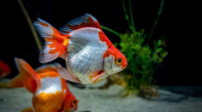 Il Tosakin o pesce rosso a fiocco riccio è una razza di pesce rosso molto particolare con una grande pinna caudale che si estende orizzontalmente (come un ventaglio) dietro il pesce.  girato con sfondo sfocato