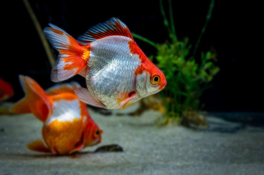 Il Tosakin o pesce rosso a fiocco riccio è una razza di pesce rosso molto particolare con una grande pinna caudale che si estende orizzontalmente (come un ventaglio) dietro il pesce.  girato con sfondo sfocato