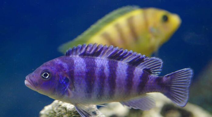 Ciclidi africani nell'acquario.  Ciclidi Pseudotropheus lombardoi africa nell'acquario