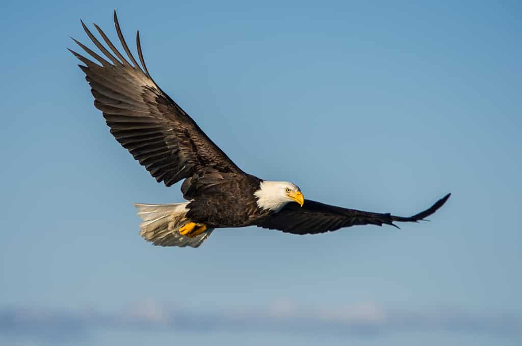 aquila calva americana che vola contro il cielo azzurro dell'Alaska