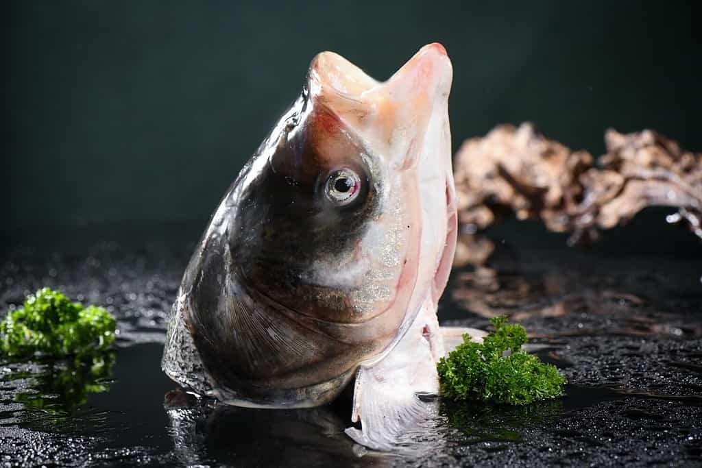 Primo piano della testa del pesce carpa testa grossa nelle mani. Carpa testa grossa