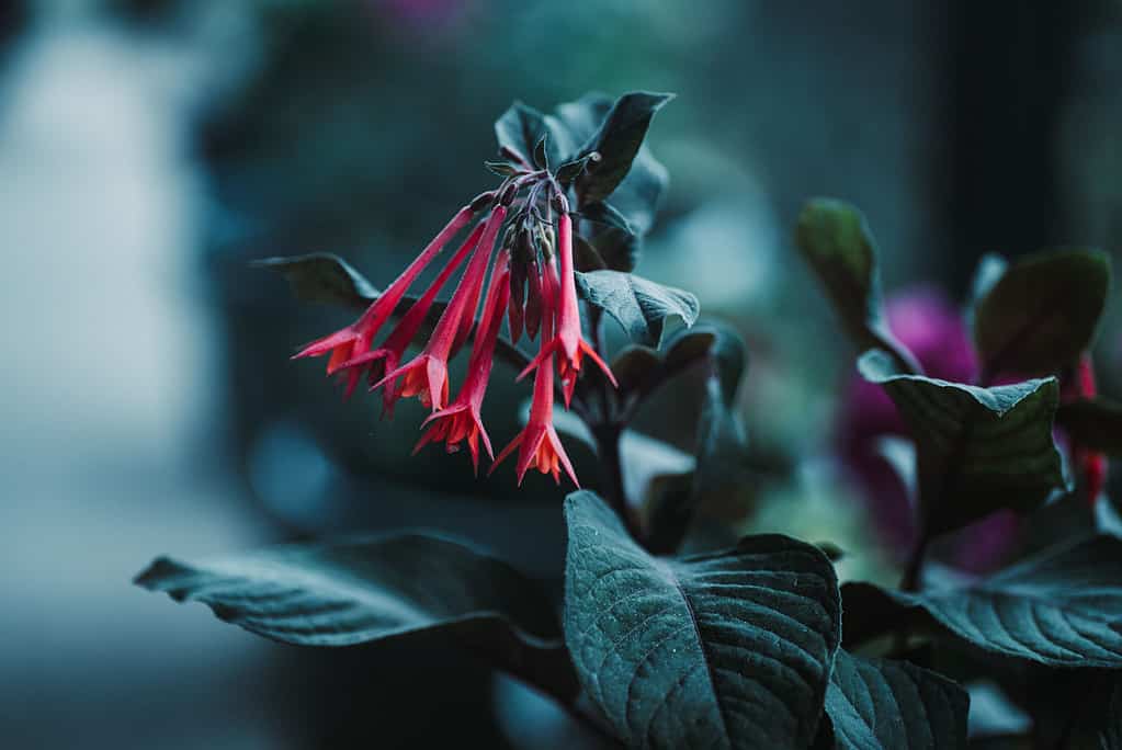 Fiore boliviano rosso fucsia vibrante, illuminato di sera dalla luce ambientale