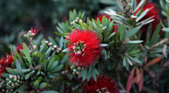 Pianta da siepe Red Dwarf Bottlebrush.  Callistemon citrinus