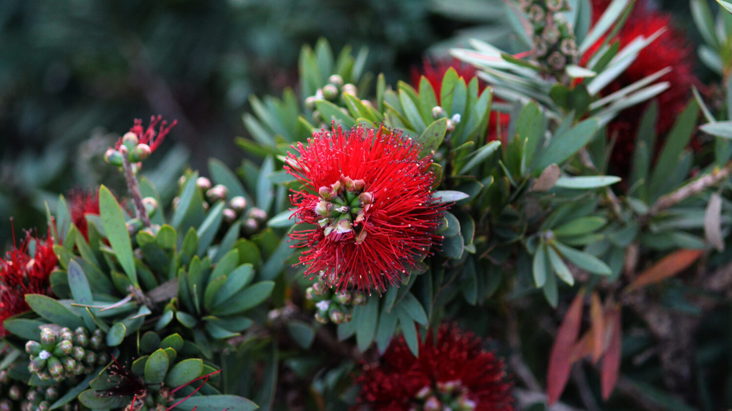 Pianta da siepe Red Dwarf Bottlebrush.  Callistemon citrinus