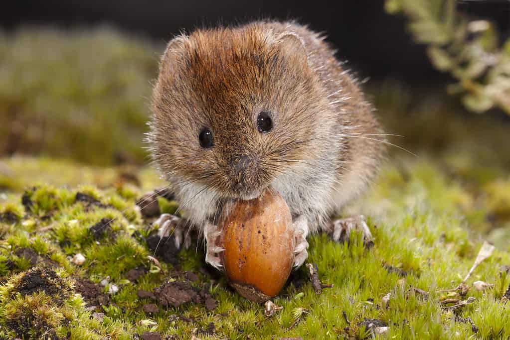 Un piccolo roditore marrone, l'arvicola, che mangia una noce sul suolo della foresta.