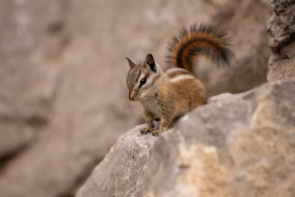 Un Chipmunk di Palmer, una specie endemica delle Spring Mountains vicino a Las Vegas, Nevada.