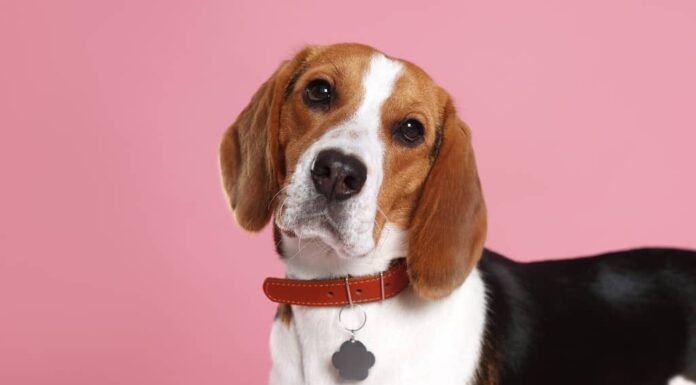 Adorabile cane Beagle con colletto elegante con targhetta in metallo su sfondo rosa