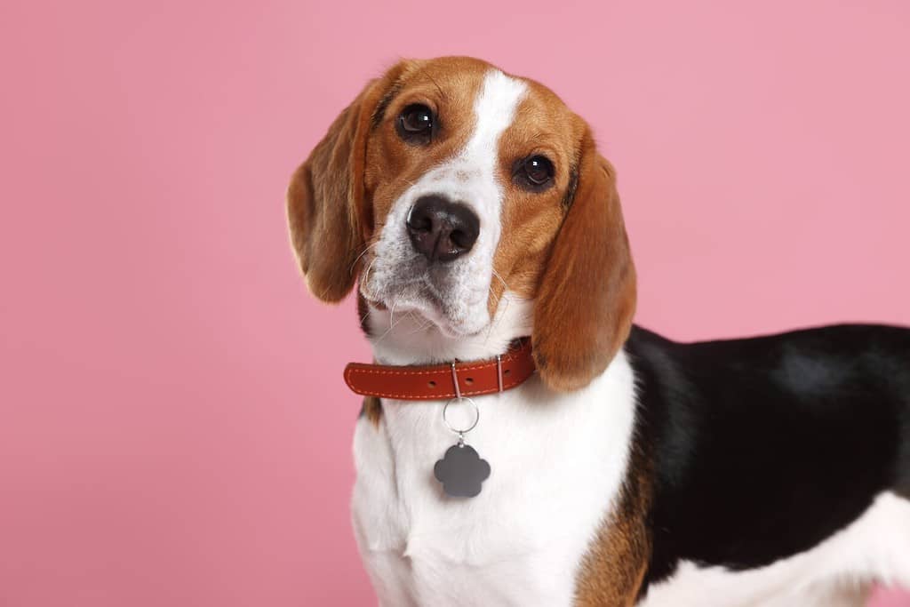 Adorabile cane Beagle con colletto elegante con targhetta in metallo su sfondo rosa