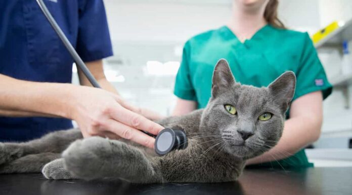 Veterinario che esamina il gatto dell'animale domestico con lo stetoscopio sul tavolo in chirurgia
