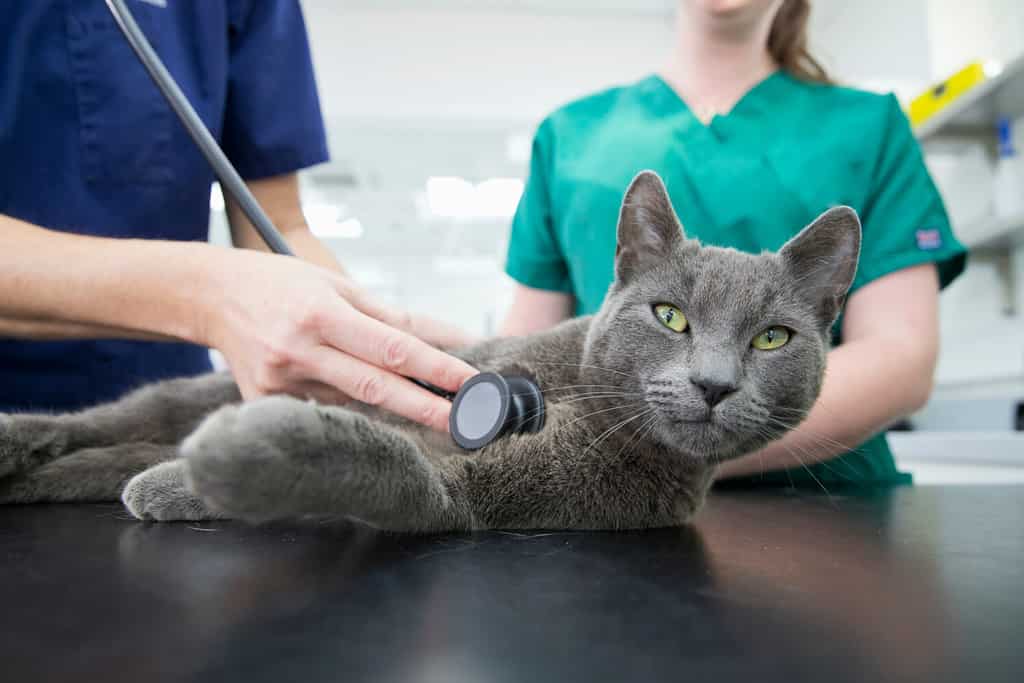 Veterinario che esamina il gatto dell'animale domestico con lo stetoscopio sul tavolo in chirurgia