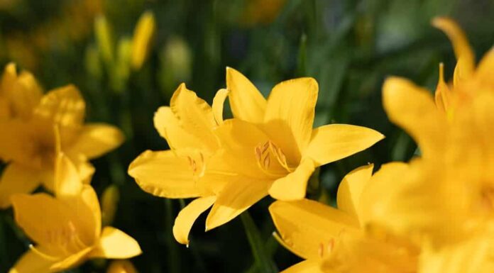 Fiori da giardino gialli e arancioni che crescono sotto la luce del sole.  Daylily Hemerocallis o Stella D'Oro Reblooming Daylily fiore da vicino.  Infiorescenze vivide di piante da fiore.