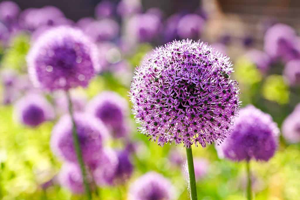 Cipolla ornamentale viola in fiore Allium hollandicum, palline di fiori viola sullo sfondo sfocato dell'erba verde, aglio decorativo