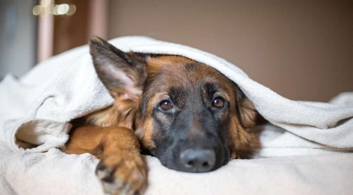 Simpatico pastore tedesco in una coperta sul letto.  Bel cane in casa.  Vita lenta