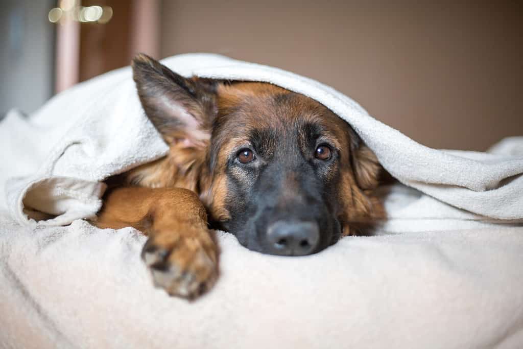 Simpatico pastore tedesco in una coperta sul letto.  Bel cane in casa.  Vita lenta