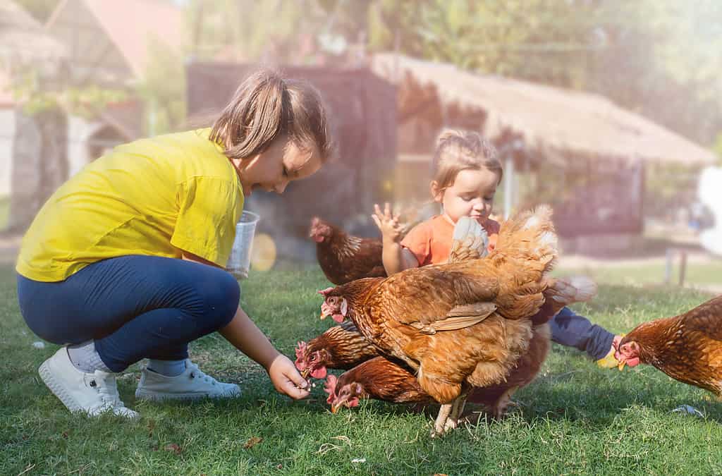 I bambini danno da mangiare ai polli