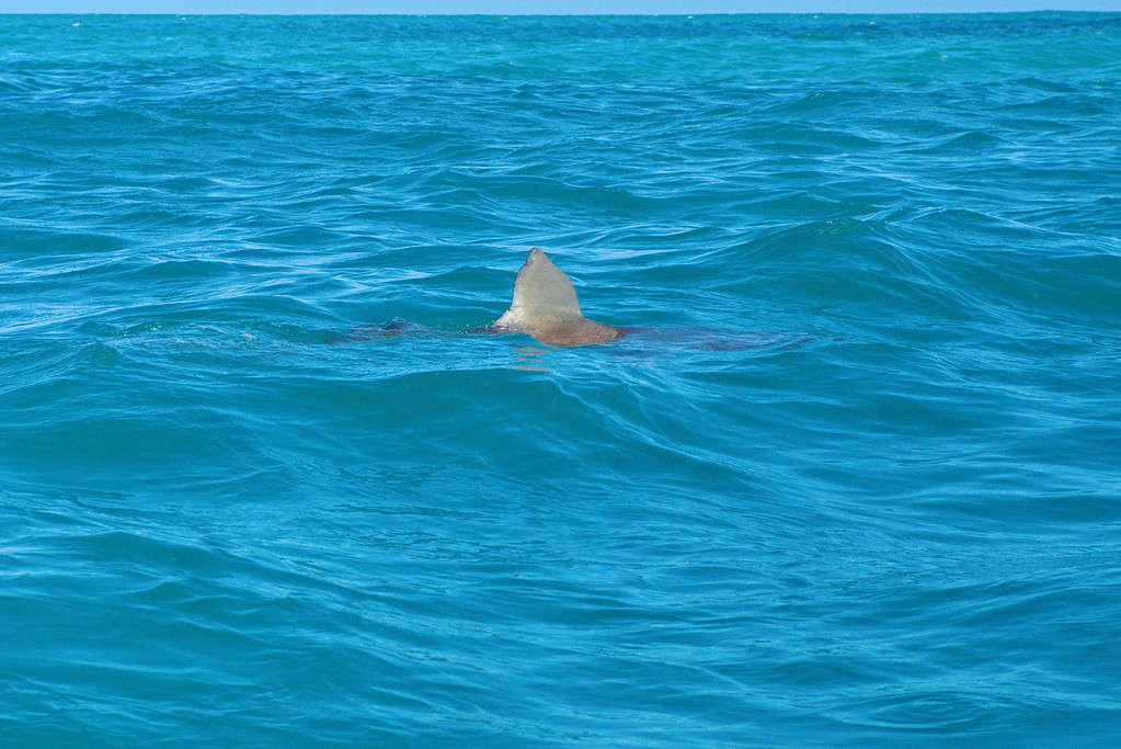 Africa, Pinna animale, Oceano Atlantico, Squalo baleniera di bronzo, Pinna dorsale Pinna dorsale di uno squalo baleniera di bronzo (Carcharhinus brachyurus) nella baia al largo di Kleinbaai, Sud Africa *Squalo smeriglio (modificato)