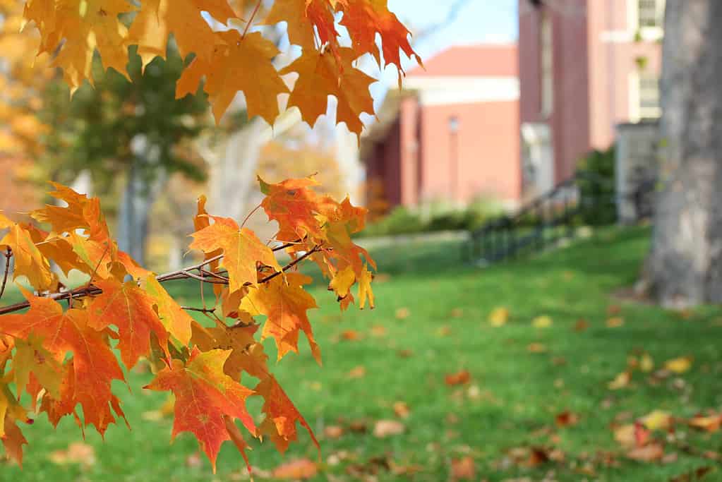 Campus in autunno