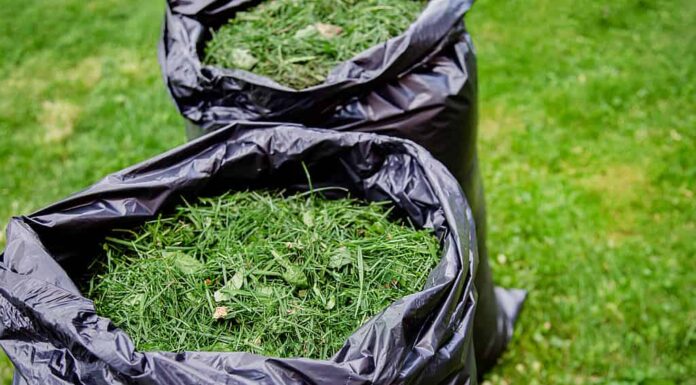 Falciatura del prato di un giardino domestico con un sacco nero di erba tagliata.  Ritagli di erba in un sacchetto di plastica nera su un prato appena tagliato