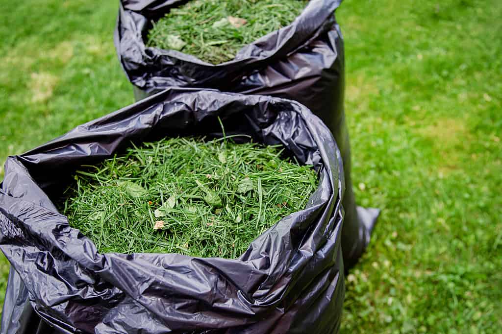 Falciatura del prato di un giardino domestico con un sacco nero di erba tagliata.  Ritagli di erba in un sacchetto di plastica nera su un prato appena tagliato