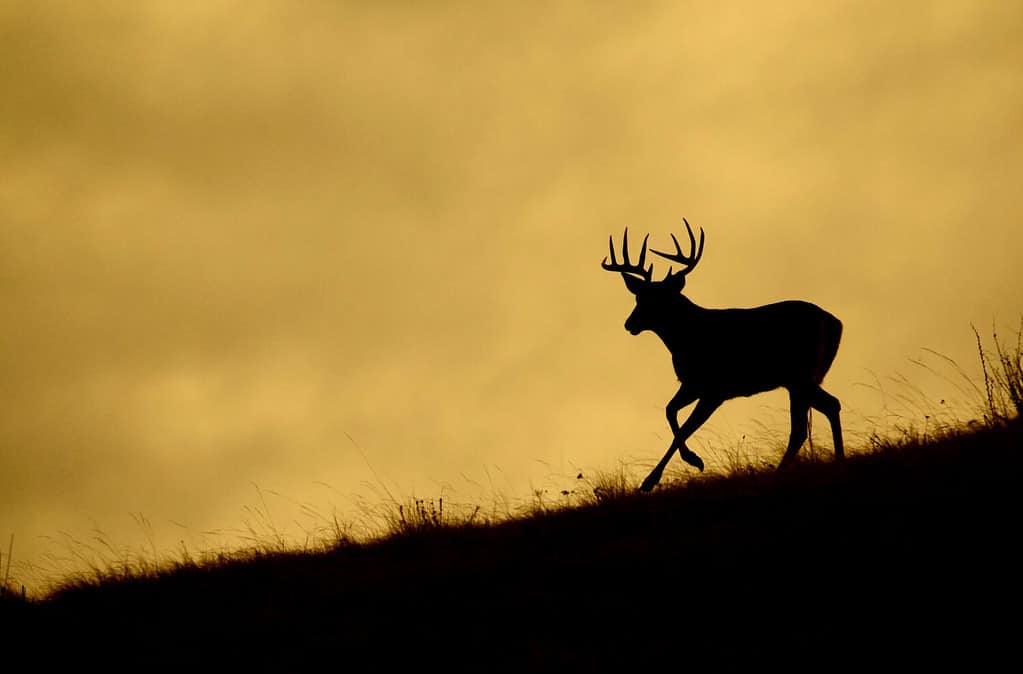 Buck dalla coda bianca che corre lungo una cresta durante la stagione di caccia al cervo, stagliato contro il cielo