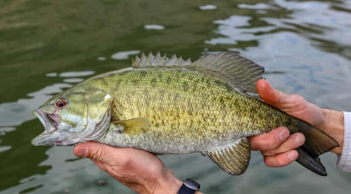 Smallmouth bass catturato e rilasciato nello Snake River, Idaho