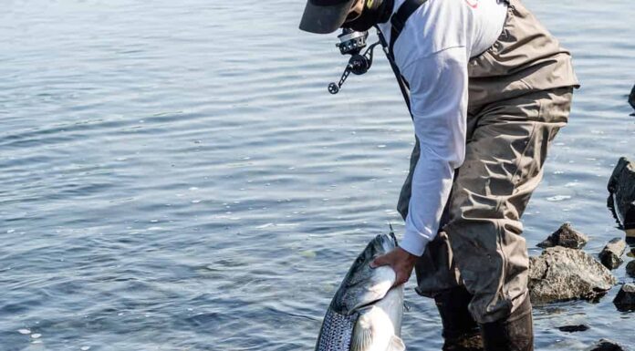 il pescatore tiene la spigola striata nel canale