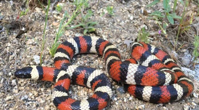 Incontra i 7 serpenti che strisciano dentro e intorno al fiume Gila

