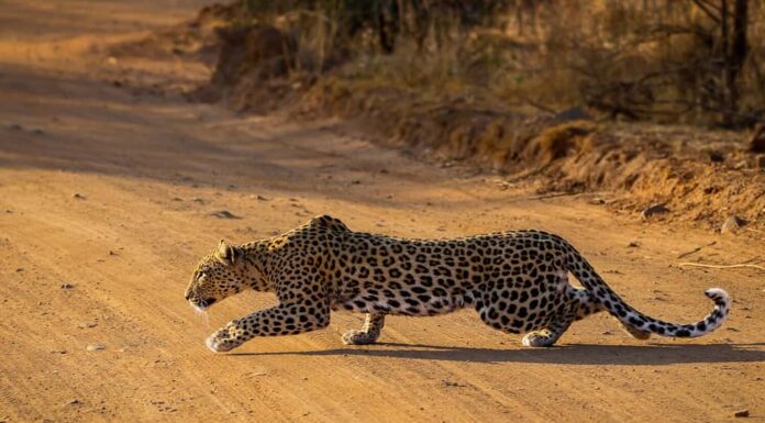 Leopardo che insegue un branco di Impala