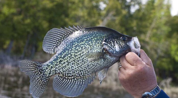 La più grande crappie nera mai catturata a Washington è stata una cattura da record
