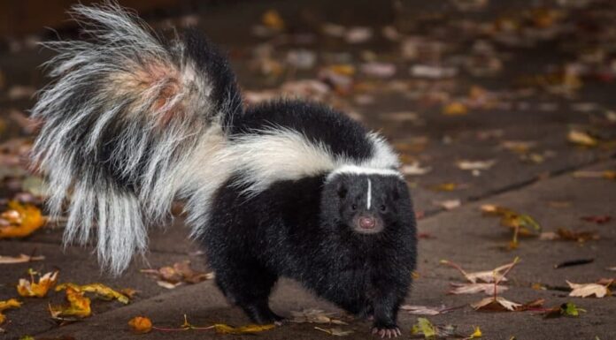 Animali domestici illegali da possedere negli Stati Uniti: le puzzole