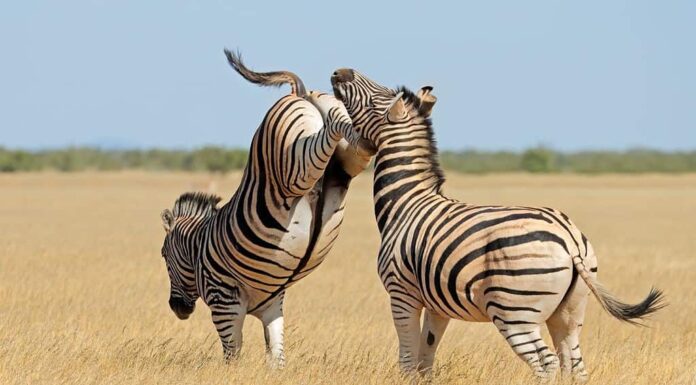 Parco Nazionale Etosha, Namibia