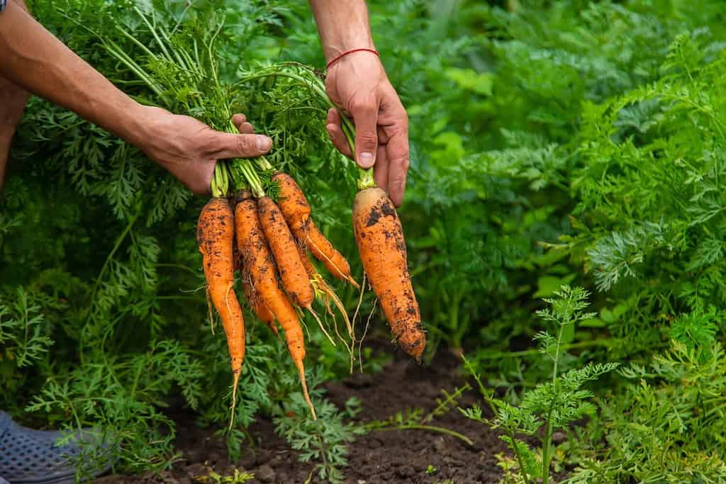 Coltivatore maschio che raccoglie carote nel giardino.  Messa a fuoco selettiva.  Cibo.